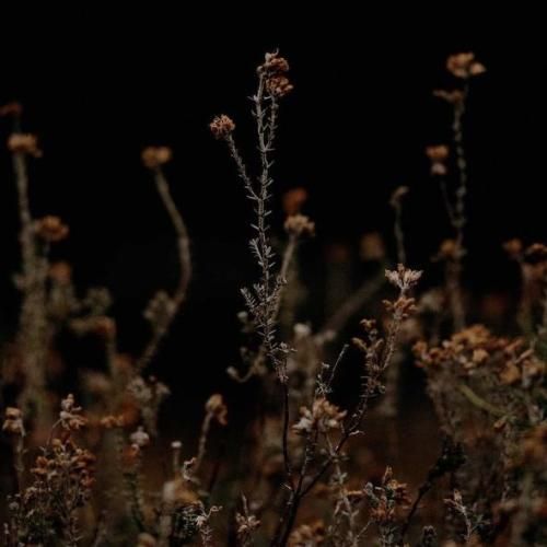 عمر آدم مثل اون لک لک پیره با صدای زن