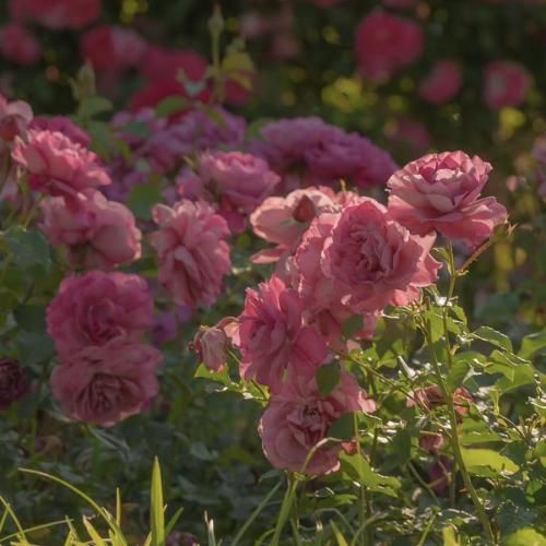 ما با هم فرق میکردیم تو اینو نمیفهمی میزنی