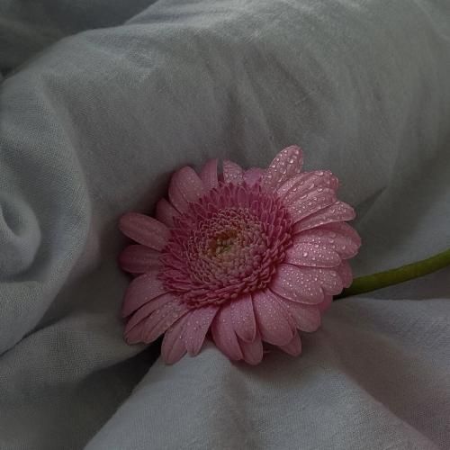 از محله میاد هی بو گل مشهد سیف زون شد - ترند
