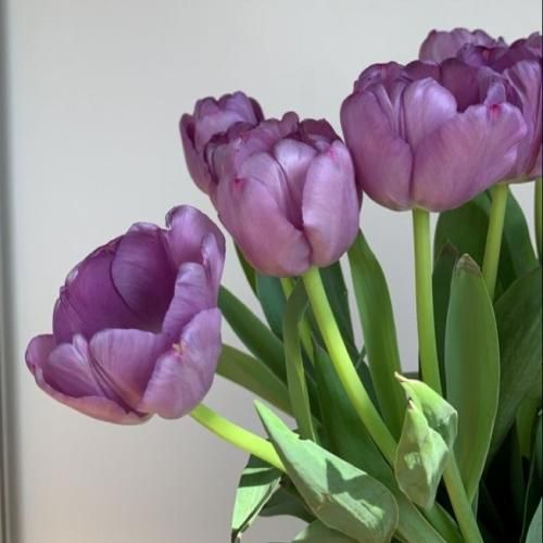 دانلود آهنگ دلبر دلبر با صدای فاطمه عطایی